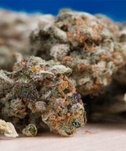 Cannabis