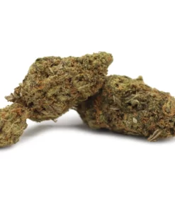Gelato strain